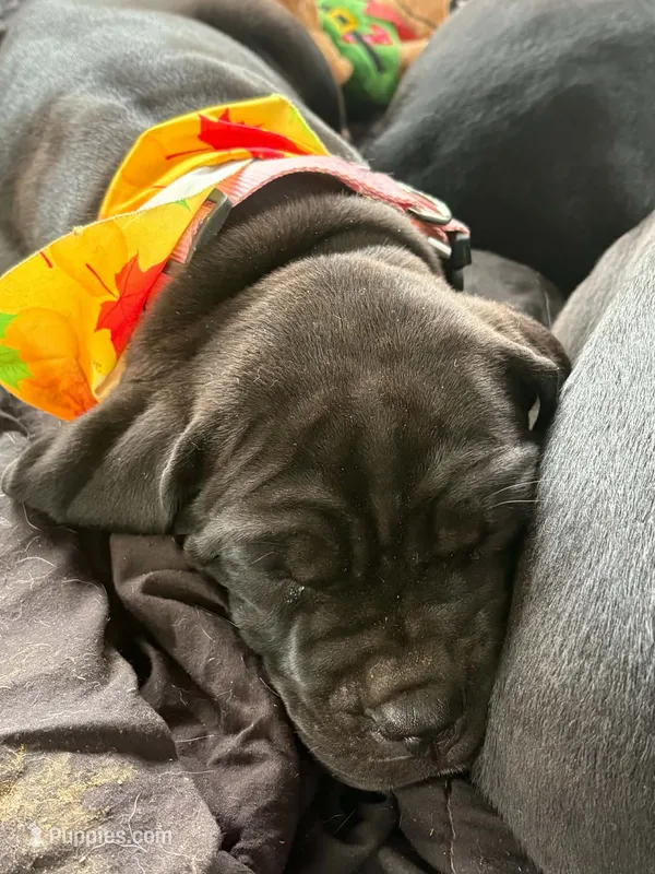 Pink – Cane Corso puppy for sale in New Albany, PA
