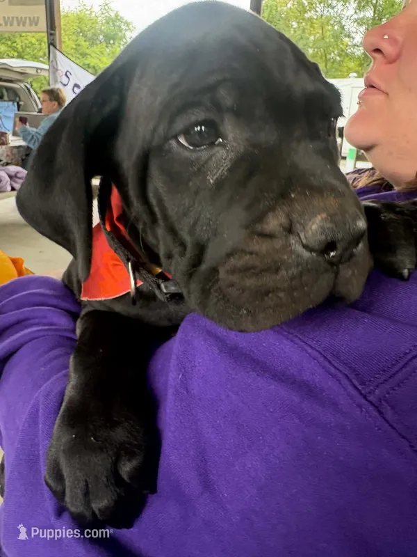 Black – Cane Corso puppy for sale in New Albany, PA