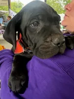 Black, a female Cane Corso for sale in New Albany, PA – 1 of 1