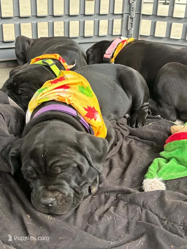 purple – Cane Corso puppy for sale in New Albany, PA