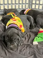 purple, a female Cane Corso for sale in New Albany, PA – 1 of 1