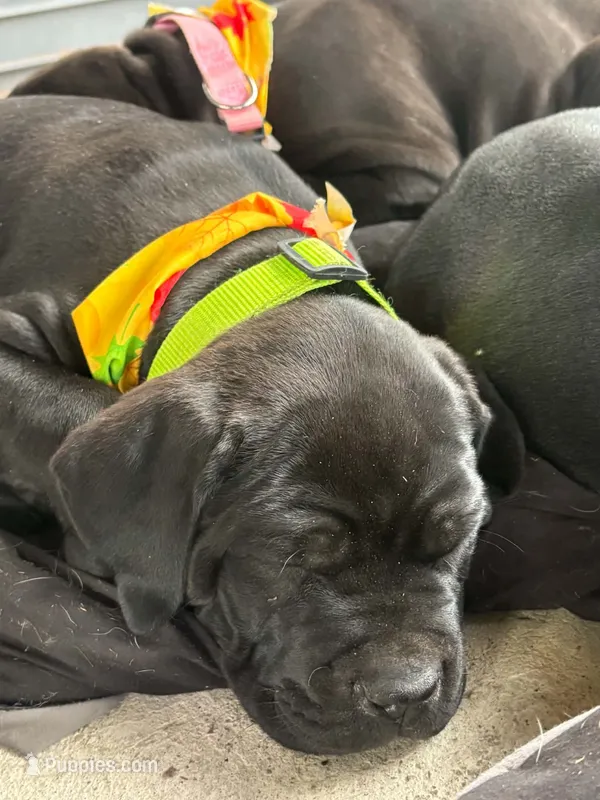 Green – Cane Corso puppy for sale in New Albany, PA