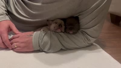 Reggie, a male French Bulldog for sale in Jacksonville, TX – 3 of 5