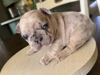 Reggie, a male French Bulldog for sale in Jacksonville, TX – 4 of 5