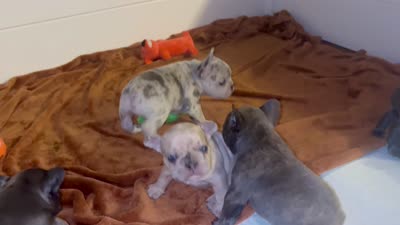 Reggie, a male French Bulldog for sale in Jacksonville, TX – 5 of 5