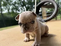 Reggie, a male French Bulldog for sale in Jacksonville, TX – 2 of 5