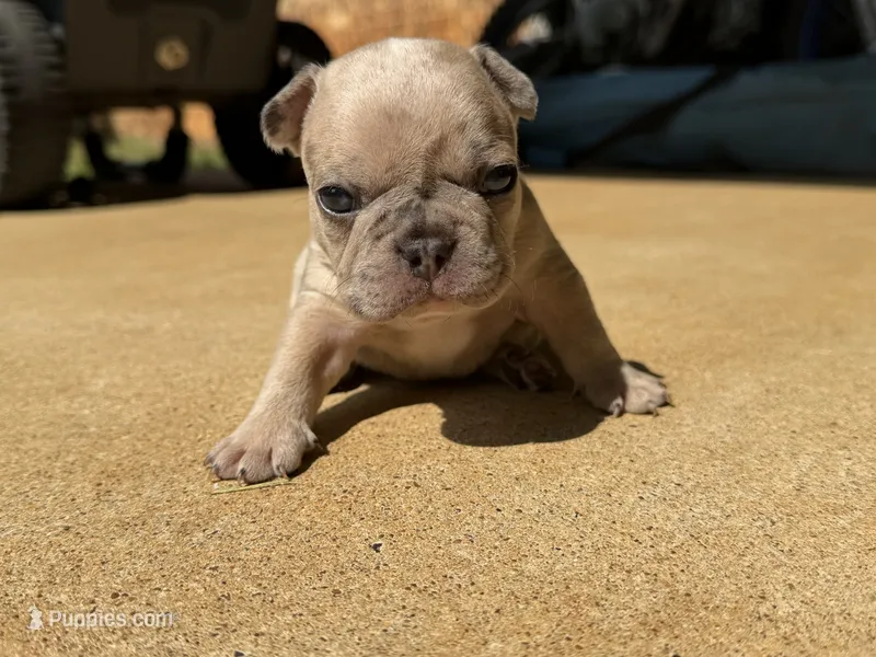 Reggie – French Bulldog puppy for sale in Jacksonville, TX
