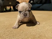 Reggie, a male French Bulldog for sale in Jacksonville, TX – 1 of 5