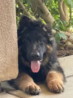 Cash, a male German Shepherd Dog for sale in Sacramento, CA – 3 of 7