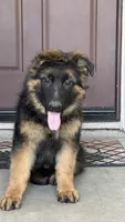 Cash, a male German Shepherd Dog for sale in Sacramento, CA – 2 of 7