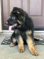 Cash, a male German Shepherd Dog for sale in Sacramento, CA – 7 of 7