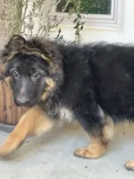 Cash, a male German Shepherd Dog for sale in Sacramento, CA – 4 of 7