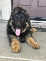 Cash, a male German Shepherd Dog for sale in Sacramento, CA – 1 of 7
