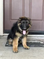 Cash, a male German Shepherd Dog for sale in Sacramento, CA – 6 of 7