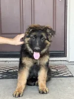 Cash, a male German Shepherd Dog for sale in Sacramento, CA – 5 of 7