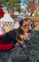 Minnie (Toy), a female Miniature Aussiedoodle for sale in Nashville, TN – Photo 1 of 2