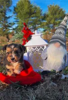 Minnie (Toy), a female Miniature Aussiedoodle for sale in Nashville, TN – Photo 2 of 2
