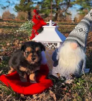 Ozzy (Toy), a male Miniature Aussiedoodle for sale in Nashville, TN – Photo 2 of 2