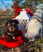 Ozzy (Toy), a male Miniature Aussiedoodle for sale in Nashville, TN – Photo 1 of 2