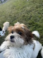 Cooper, a male Shihpoo for sale in Nashville, TN – Photo 2 of 4