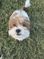 Cooper, a male Shihpoo for sale in Nashville, TN – Photo 1 of 4
