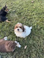 Cooper, a male Shihpoo for sale in Nashville, TN – Photo 4 of 4