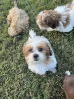 Cooper, a male Shihpoo for sale in Nashville, TN – Photo 3 of 4