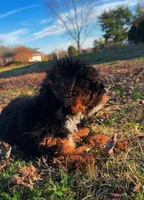 Moose (Toy), a male Miniature Aussiedoodle for sale in Nashville, TN – Photo 1 of 2