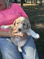 Patience, a female Miniature Australian Shepherd for sale in Nashville, TN – Photo 4 of 6