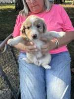 Patience, a female Miniature Australian Shepherd for sale in Nashville, TN – Photo 5 of 6
