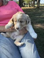 Patience, a female Miniature Australian Shepherd for sale in Nashville, TN – Photo 6 of 6