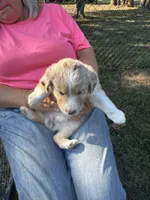 Patience, a female Miniature Australian Shepherd for sale in Nashville, TN – Photo 2 of 6