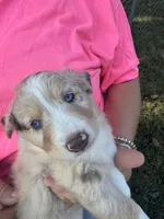 Patience, a female Miniature Australian Shepherd for sale in Nashville, TN – Photo 1 of 6