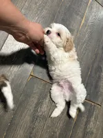 Mochi, a male Chihuahua and Poodle - Miniature  for sale in Brockton, MA – Photo 3 of 3