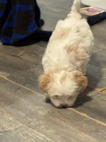 Mochi, a male Chihuahua and Poodle - Miniature  for sale in Brockton, MA – Photo 2 of 3