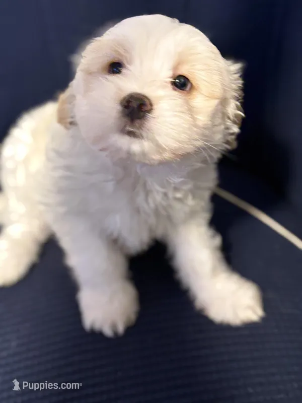 Mochi – Chihuahua, Poodle - Miniature  puppy on hold in Brockton, MA