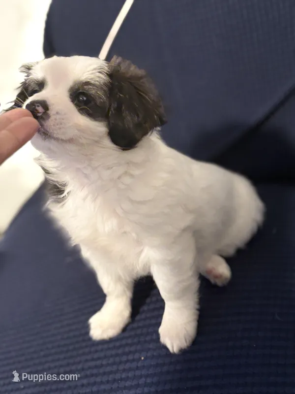 Lady – Chihuahua, Poodle - Miniature  puppy for sale in Brockton, MA