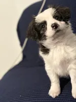 Lady, a female Chihuahua and Poodle - Miniature  for sale in Brockton, MA – Photo 3 of 5