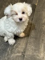 Chloe , a female Chihuahua and Poodle - Miniature  for sale in Brockton, MA – Photo 2 of 5