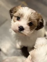 Ollie , a male Chihuahua and Poodle - Miniature  for sale in Brockton, MA – Photo 6 of 6