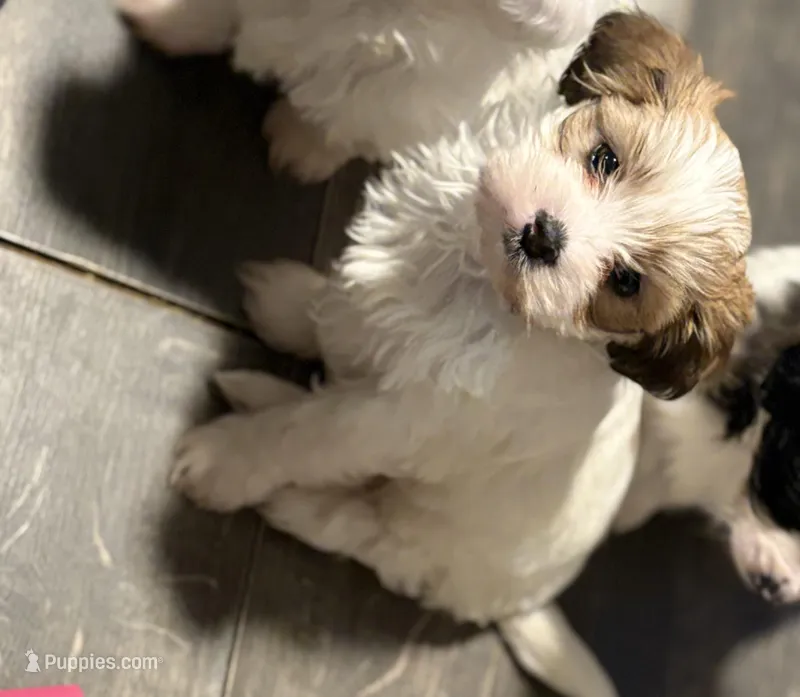 Ollie  – Chihuahua, Poodle - Miniature  puppy for sale in Brockton, MA