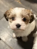 Ollie , a male Chihuahua and Poodle - Miniature  for sale in Brockton, MA – Photo 4 of 6