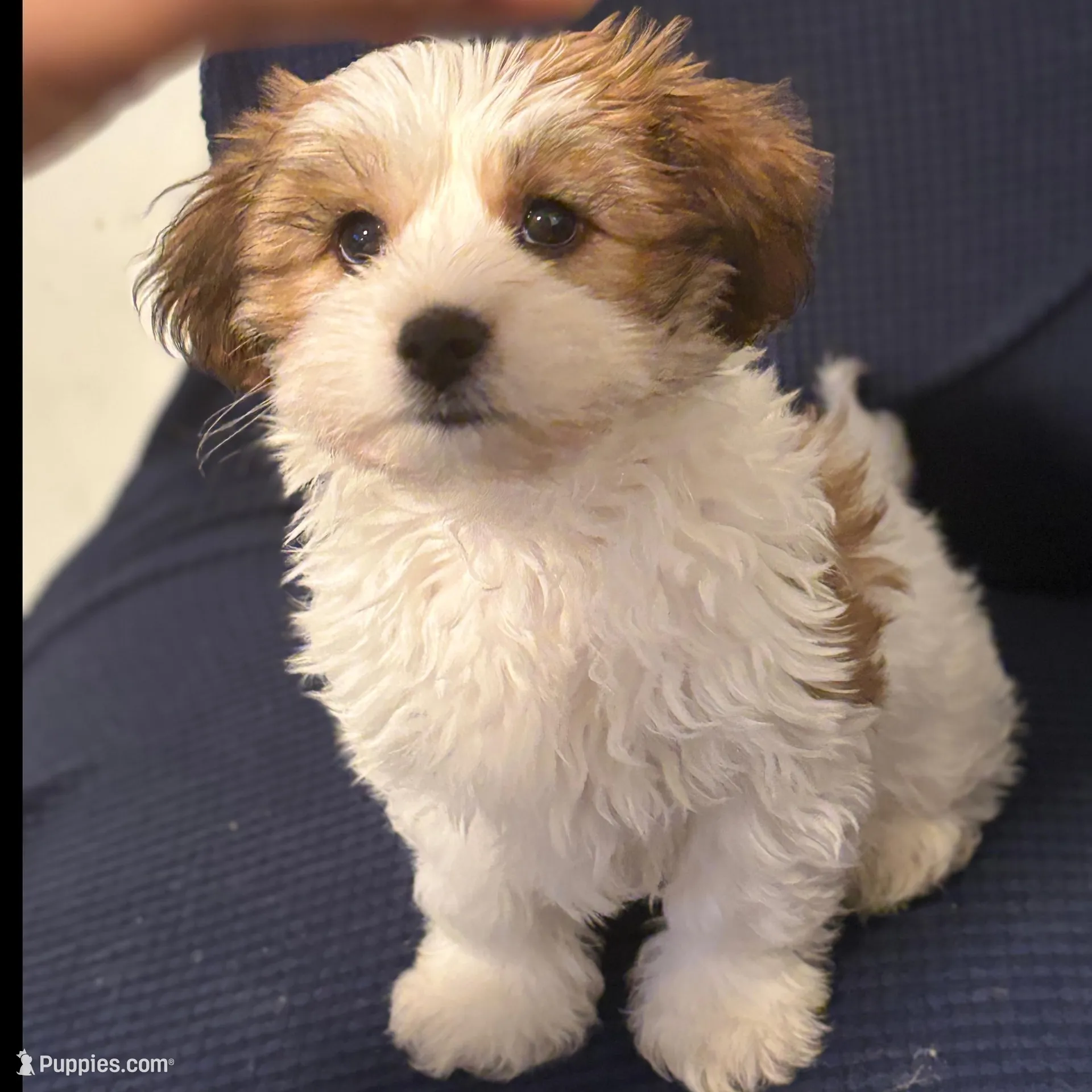 Cookie , a female Chihuahua and Poodle - Miniature  for sale in Brockton, MA – Photo 3 of 7