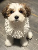 Cookie , a female Chihuahua and Poodle - Miniature  for sale in Brockton, MA – Photo 4 of 7