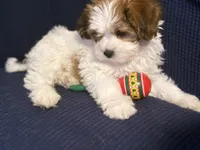 Cookie , a female Chihuahua and Poodle - Miniature  for sale in Brockton, MA – Photo 6 of 7