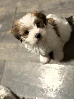 Cookie , a female Chihuahua and Poodle - Miniature  for sale in Brockton, MA – Photo 2 of 7