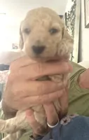 Yves, a male Poodle - Standard  for sale in Nashville, TN – 2 of 4