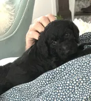 Dior, a male Poodle - Standard  for sale in Nashville, TN – 2 of 5