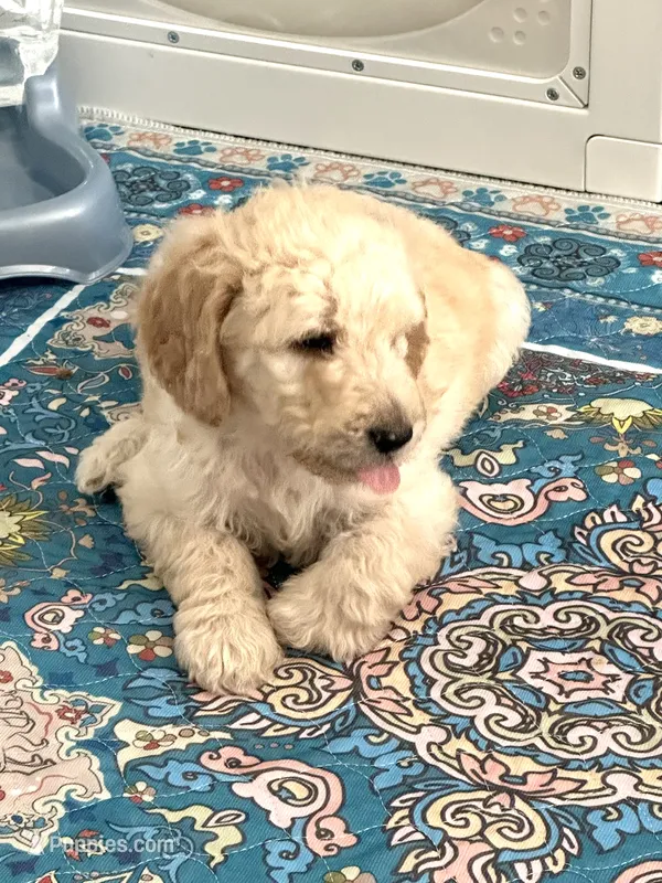 Bijou – Poodle - Standard  puppy for sale in Nashville, TN