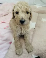Yves, a male Poodle - Standard  for sale in Nashville, TN – 3 of 4